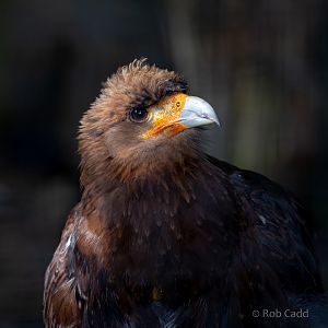 Mountain caracara : Cotswold Falconry Centre : 03 Sep 2021