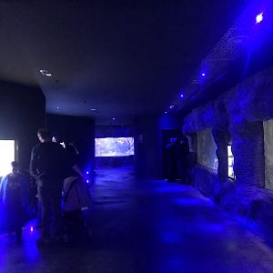 Aquarium Hallway at Aqua Vega