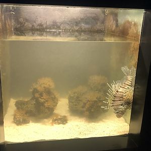 Lion fish tank at Aqua Vega