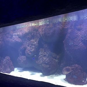 Average saltwater tank at Aqua Vega