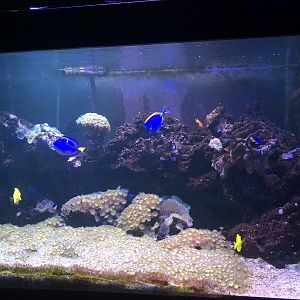 Tank with live coral at Aqua Vega