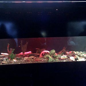 Axolotl tank at Aqua Vega