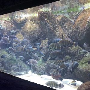 Tilapia tank at Aqua Vega