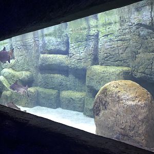 Pangasius and Pacu(?) tank at Aqua Vega