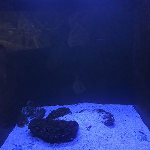 Lobster Tank at Aqua Vega