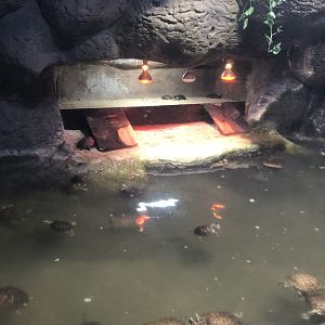 Red-eared Slider Enclosure at Aqua Vega