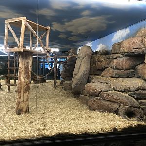 Coatimundi Enclosure at Aqua Vega