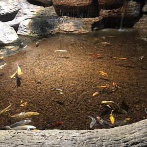 Koi Pond at at Aqua Vega