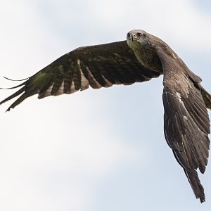 Black kite : Cotswold Falconry Centre : 03 Sep 2021