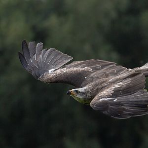 Black kite : Cotswold Falconry Centre : 03 Sep 2021