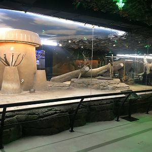 Serval Enclosure at Aqua Vega