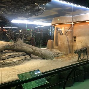 Serval Enclosures at Aqua Vega