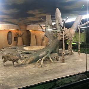 Caracal Enclosure at Aqua Vega