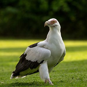 Palm-nut vulture : Cotswold Falconry Centre : 03 Sep 2021