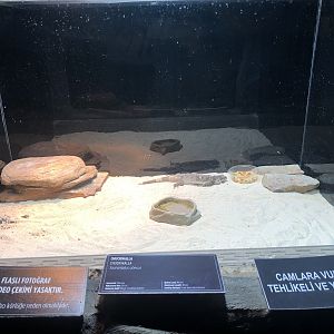 Chucwalla Enclosures at Aqua Vega