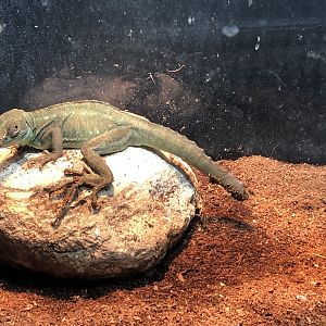 Green (?) Basilisk at Aqua Vega