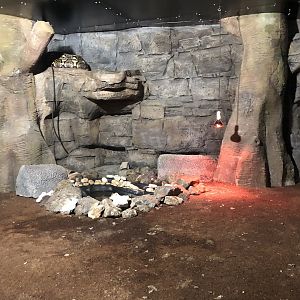 Reticulated Python Enclosure at Aqua Vega