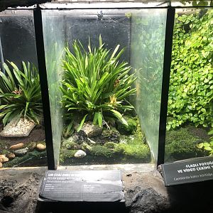Dart Frog Enclosure at Aqua Vega