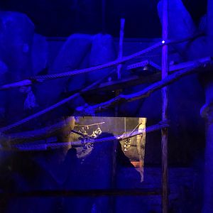 Kinkajou Enclosure at Aqua Vega