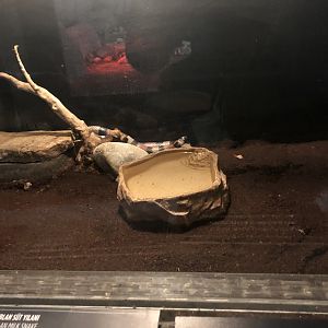 Pueblan(?) Milksnake Enclosure at Aqua Vega