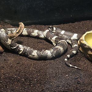 Californian Kingsnake at Aqua Vega