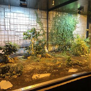 King Cobra Enclosure at Aqua Vega