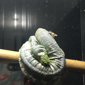 Emerald Tree Boa at Aqua Vega