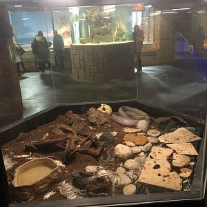 Monocoled Cobra Enclosure at Aqua Vega