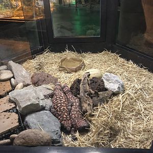 Gila Monster Enclosure at Aqua Vega