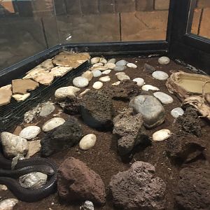 Spitting Cobra Enclosure at Aqua Vega