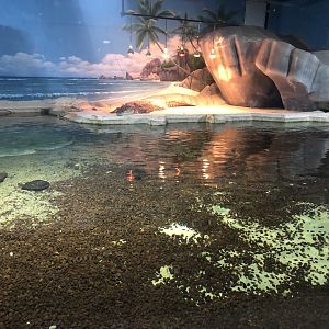 Nile Crocodile Enclosure at Aqua Vega