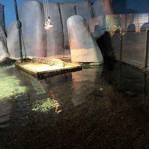 Nile Crocodile Enclosure at Aqua Vega