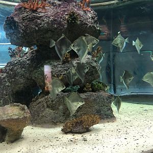 Silver Moonies (?) at Aqua Vega