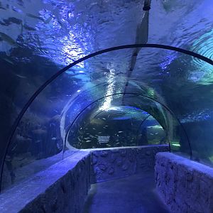 Tunnel Aquarium at Aqua Vega