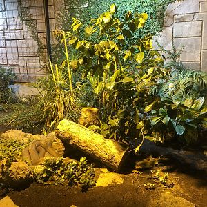 Other half of King Cobra Enclosure at Aqua Vega