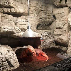 Red Tegu Enclosure at Aqua Vega