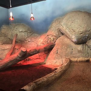 Asian Water Monitor Enclosure at Aqua Vega