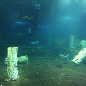 View Across the Viewing Bleachers at Aqua Vega