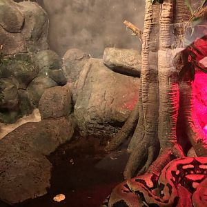 Reticulated Python Enclosure at Aqua Vega