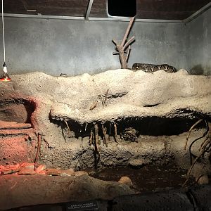 Reticulated Python Enclosure at Aqua Vega