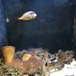 Sohal Surgeonfish Tank at Aqua Vega