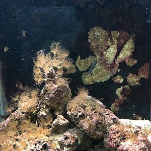 Wrasse Tank at Aqua Vega