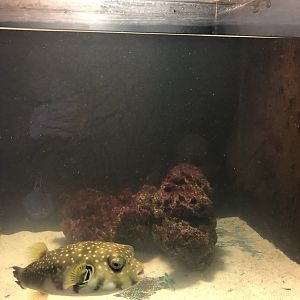 White-Spotted Puffer tank at Aqua Vega