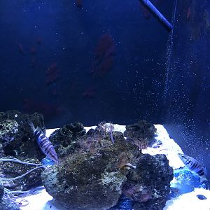 Painted Comber tank at Aqua Vega