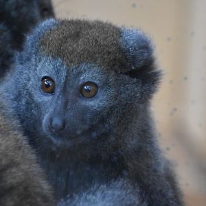 Lac Alaotra bamboo lemur