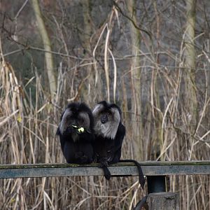 Lion-tailed macaque