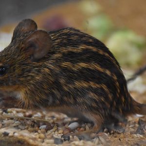 Barbary striped grass mouse