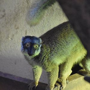 Common brown lemur