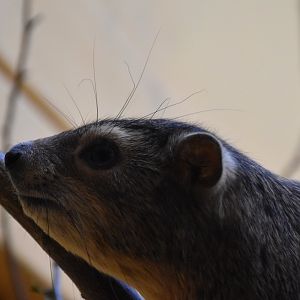 Yellow-spotted rock hyrax