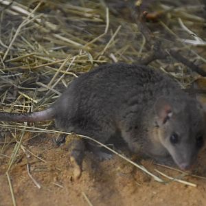 Gray short-tailed opossum